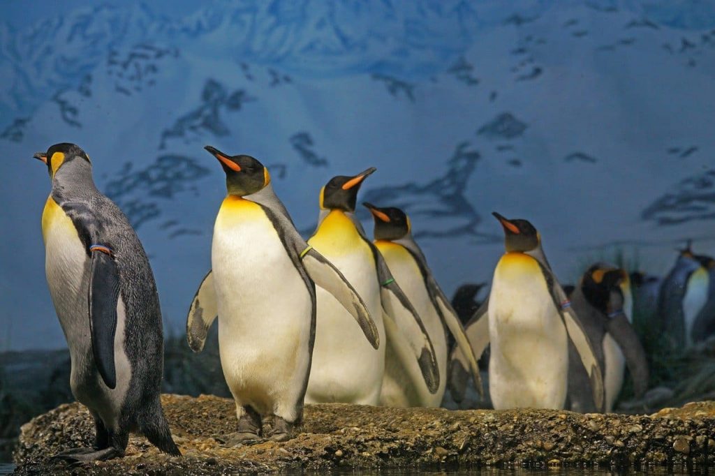 The King Penguin