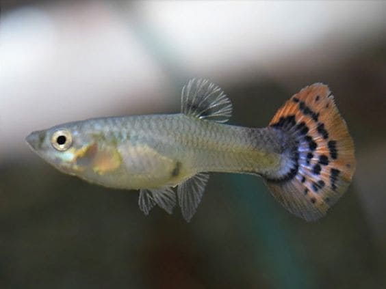 The Leopard tail guppy