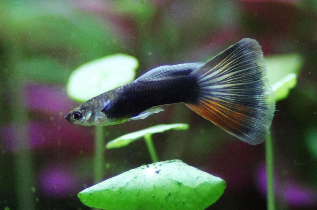 The Moscow velvet blue guppy