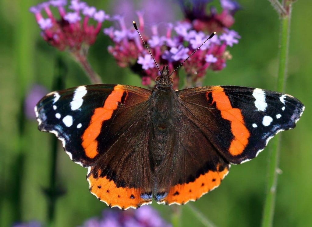 The Red Admiral Butterflies