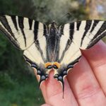 The Swallowtail butterfly