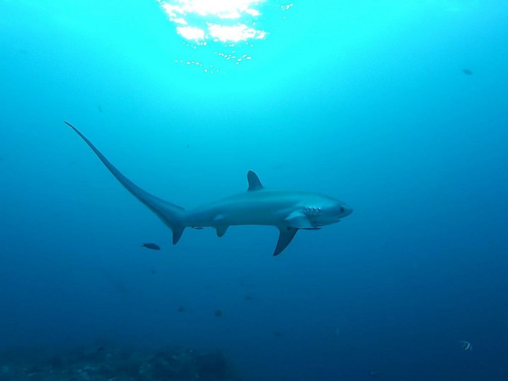 Thresher Shark