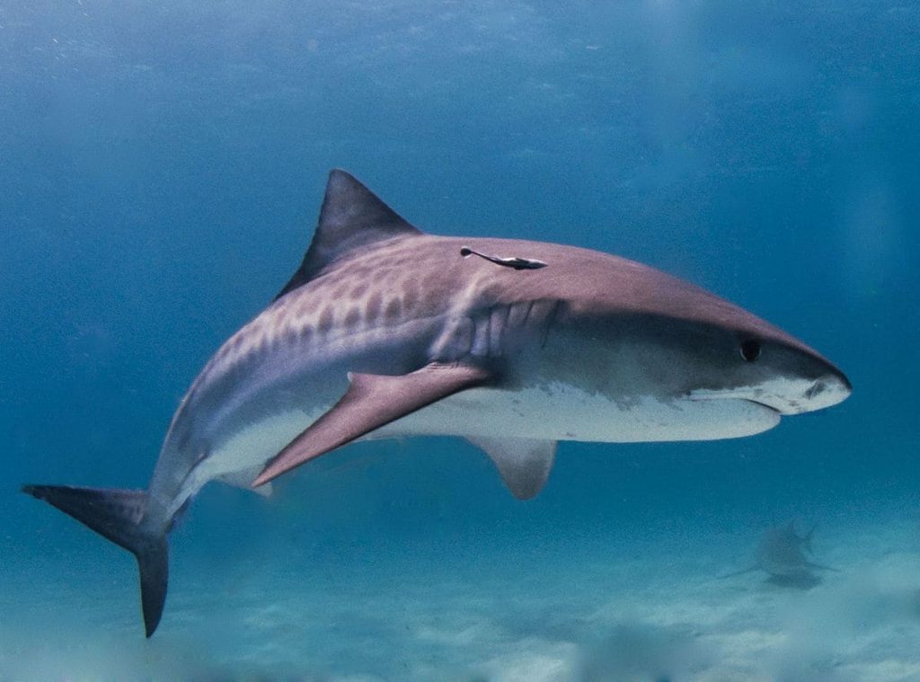 Tiger Sharks