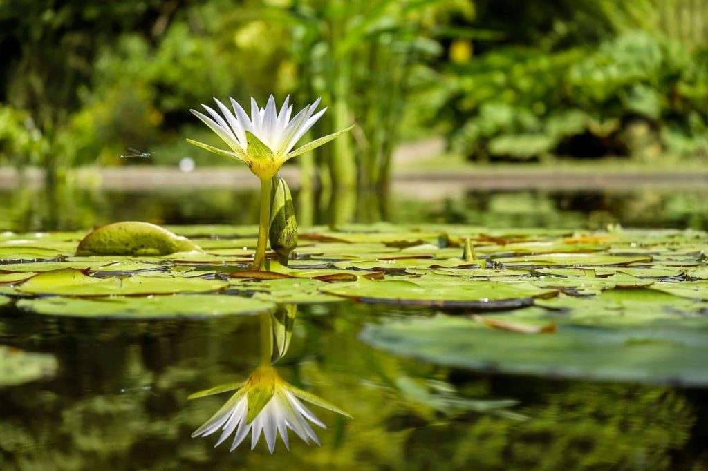 Water Lily