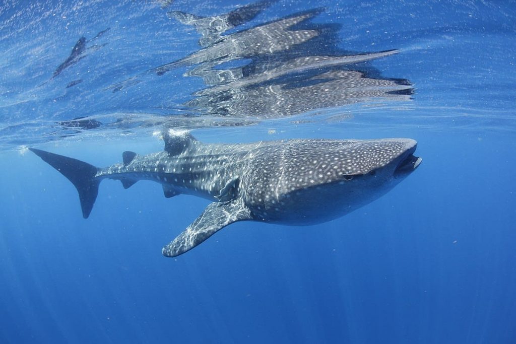 Whale Sharks