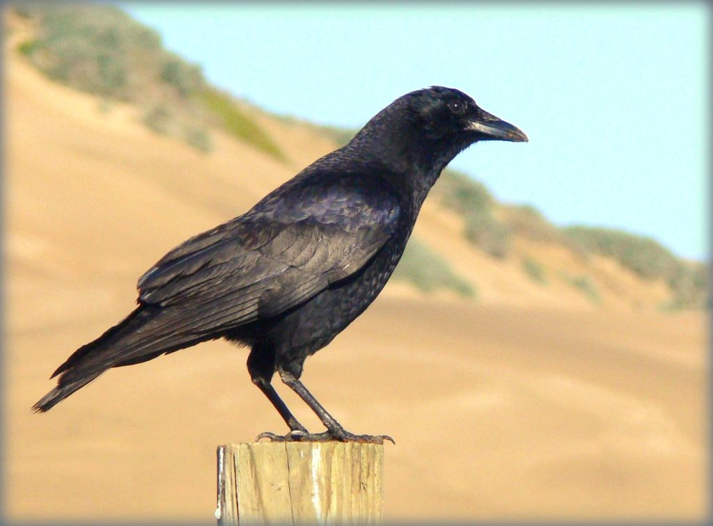 American Crow