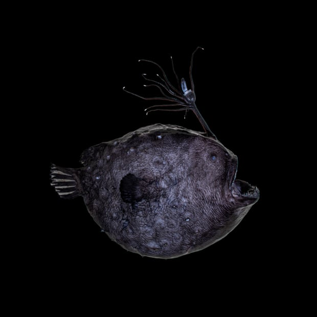 Another footballfish appeared this year in Orange county. Photograph Courtesy of the Natural History Museums of LA County
