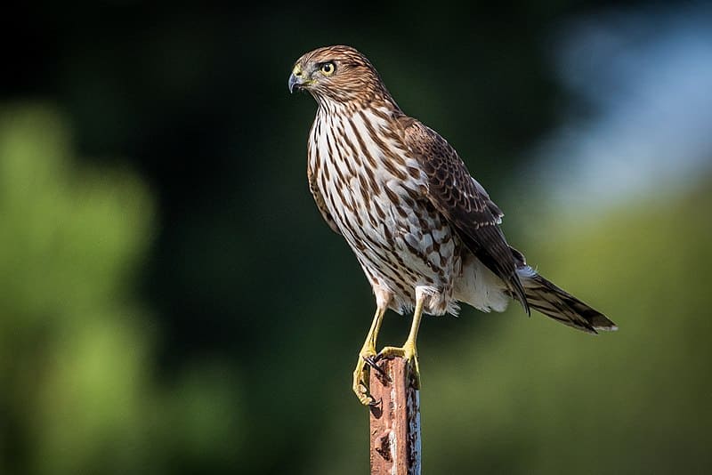 Cooper's Hawk