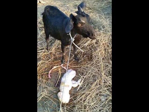Goat human offspring