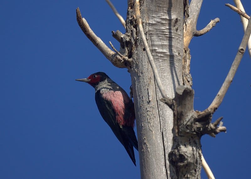 Lewis's Woodpecker