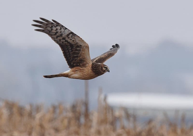 Northern Harrier