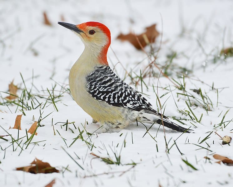 Red-bellied Woodpecker