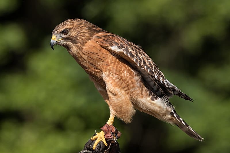 Red-shouldered Hawk