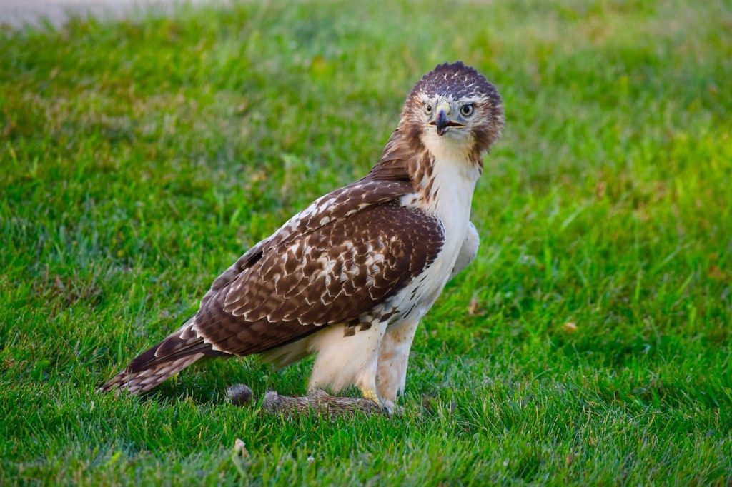 Red-tailed Hawk