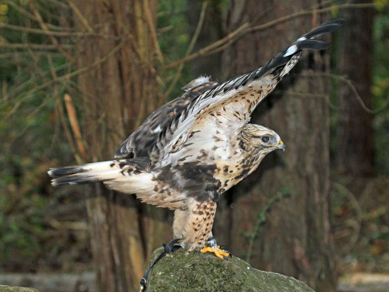 Rough-legged Hawk