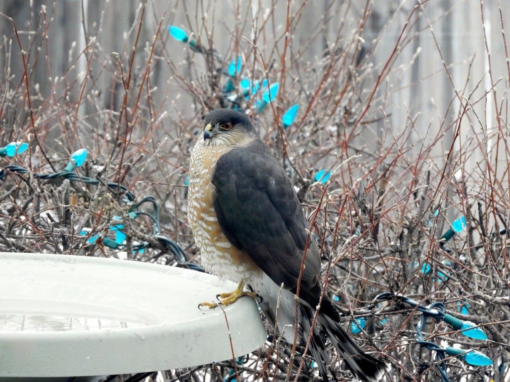 Sharp-shinned Hawk