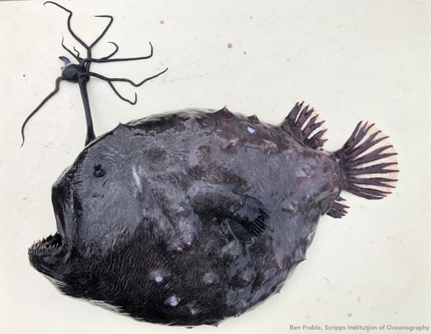 The latest Pacific footballfish to wash up in California. Photograph Ben Frable Scripps Institution of Oceanography at UC San D