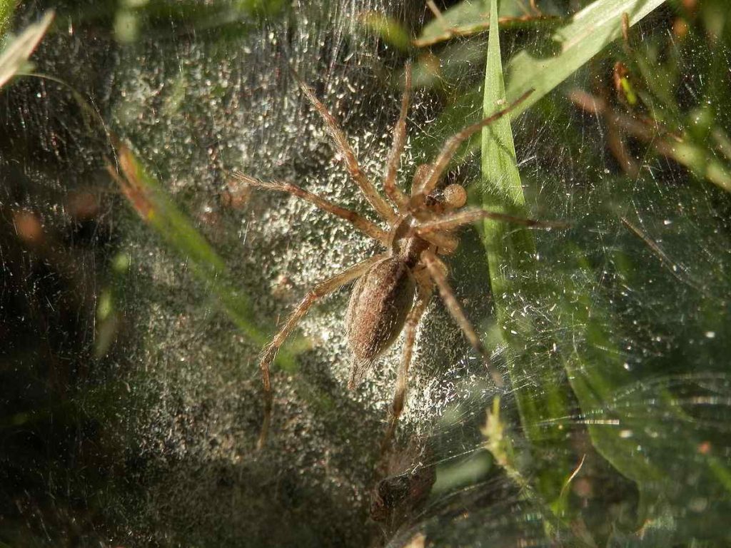 American Grass Spider