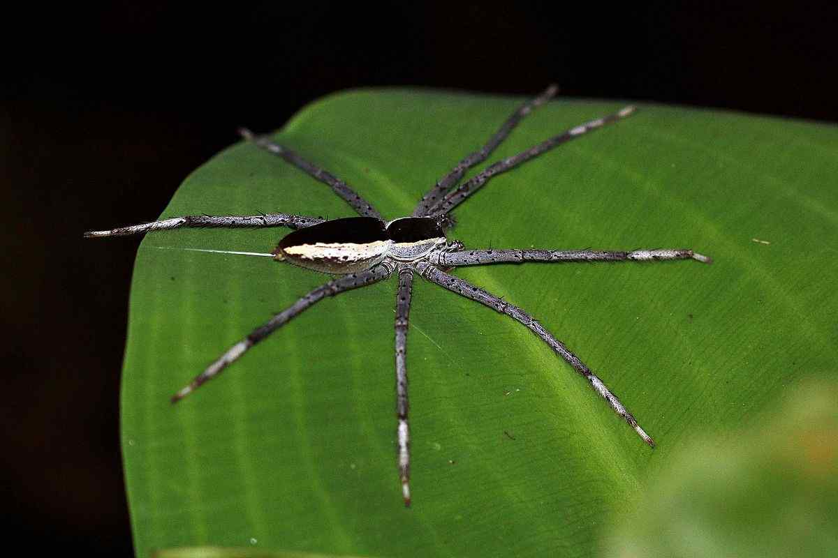 American Nursery Web Spider