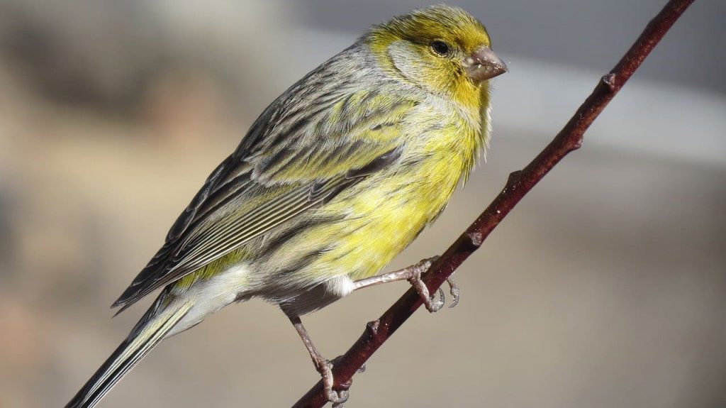 Atlantic canary