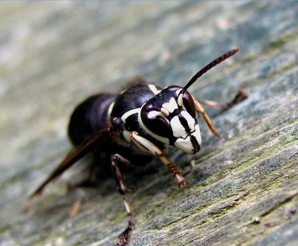 Bald-faced Hornet