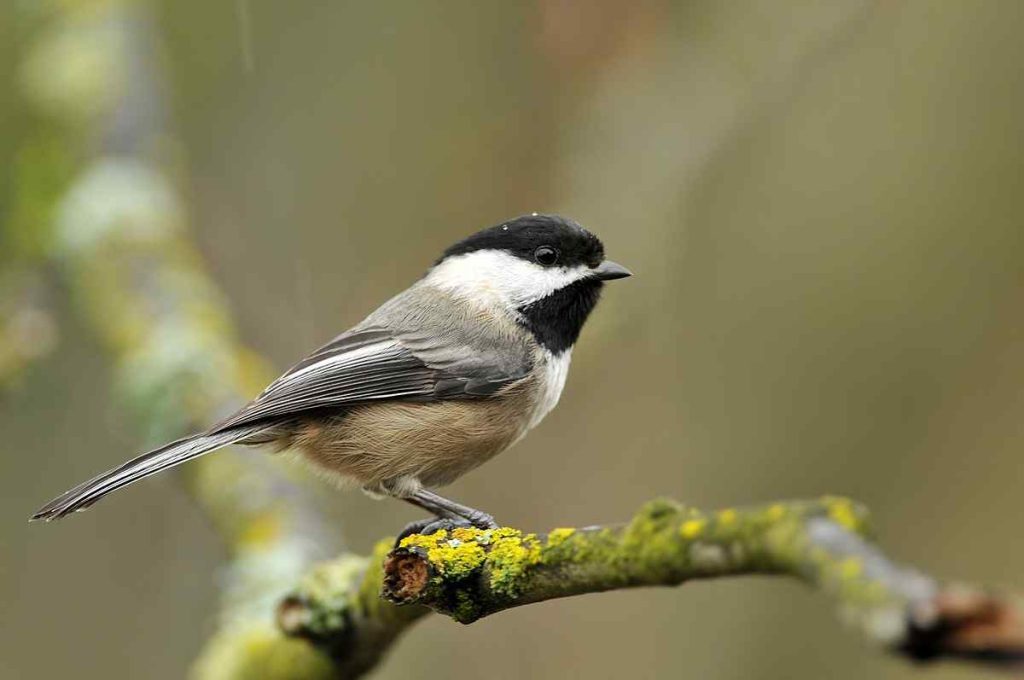 Black-Capped Chickadee