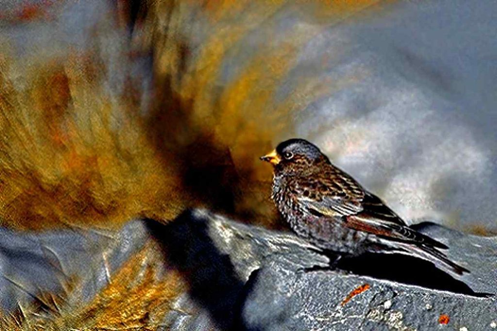 Black-Rosy Finch