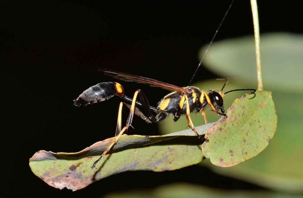 Black and Yellow Mud Dauber