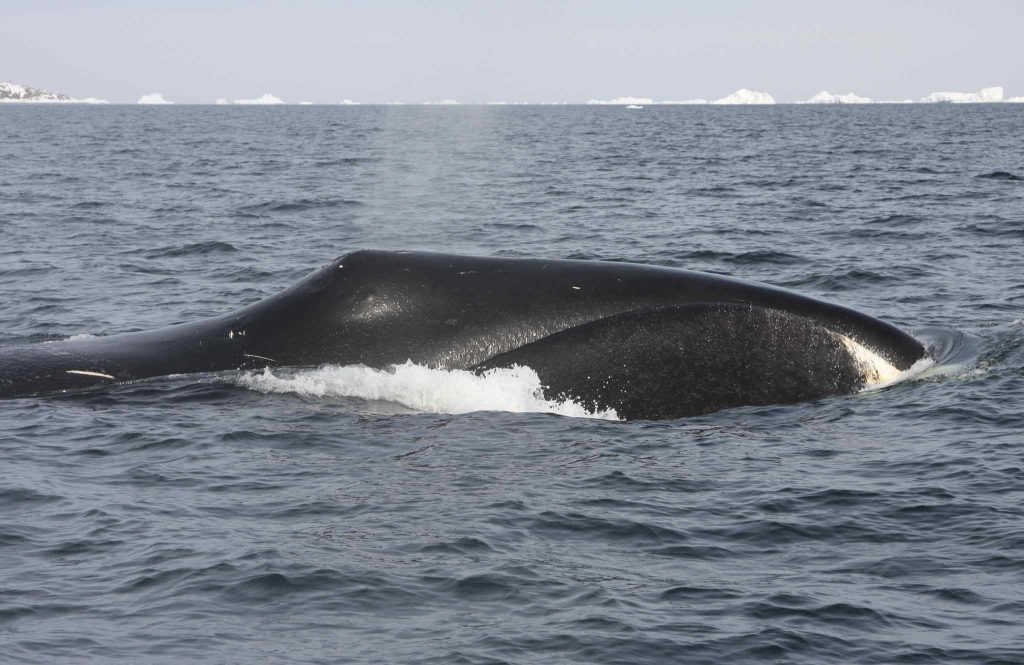 Bowhead Whale