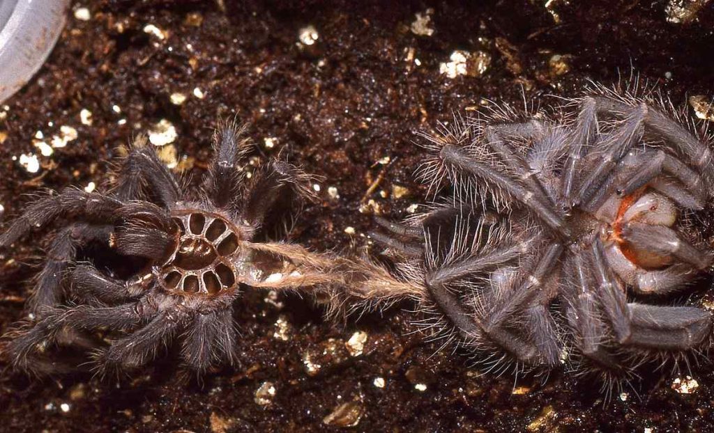 Brazilian Salmon Pink Birdeater (Lasiodora parahybana)