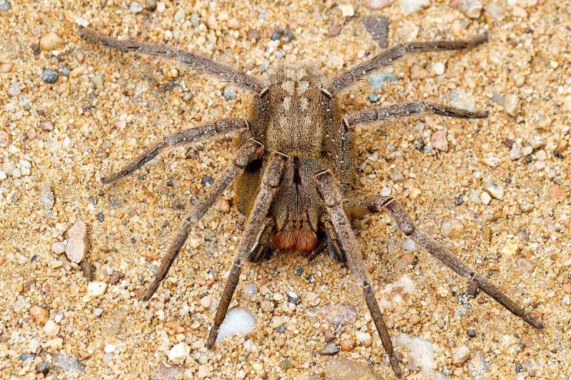 Brazilian Wandering Spider (Phoneutria fera)