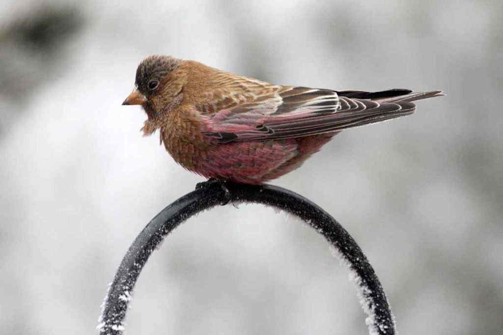 Brown-capped Rosy-Finches