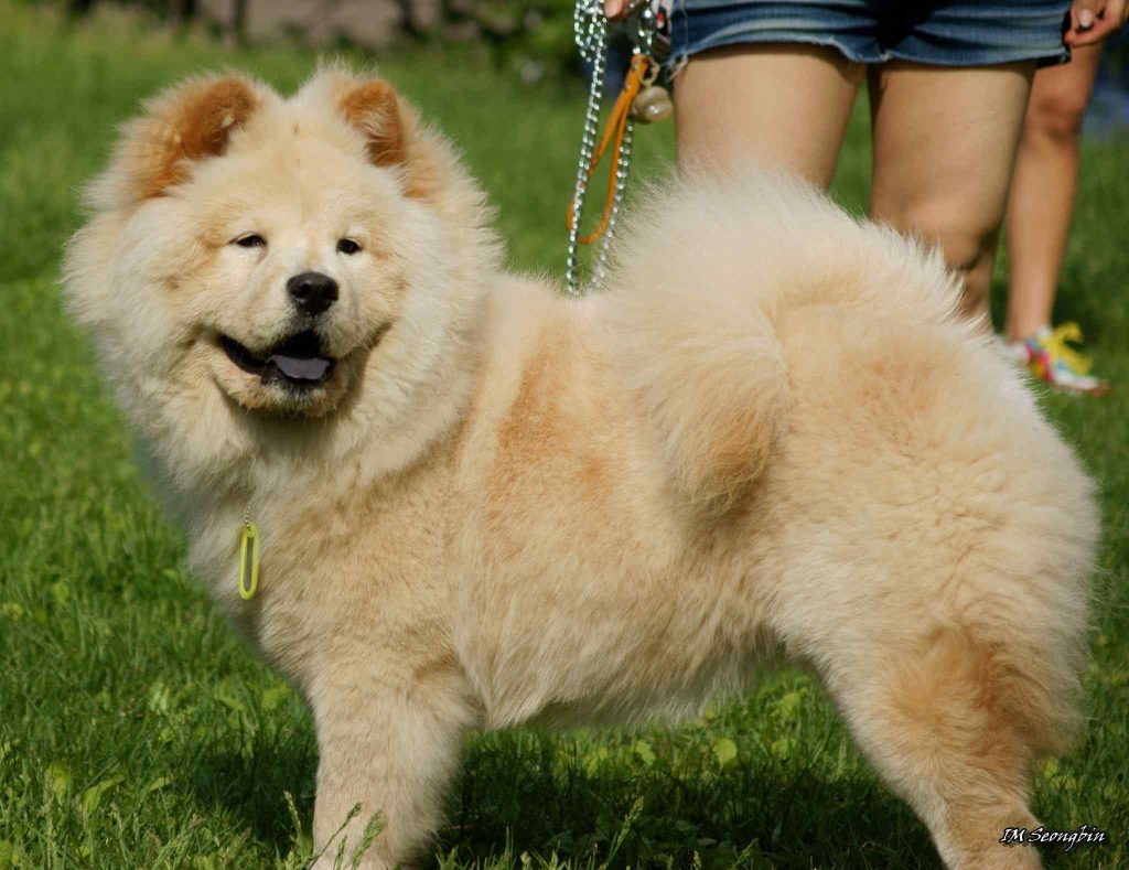 Chow Chow