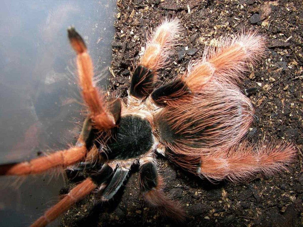 Colombian Giant Tarantula (Megaphobema robustum)