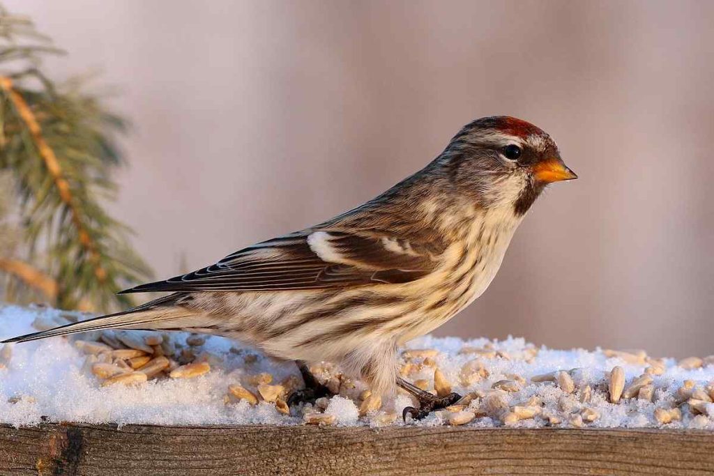 Common Redpoll