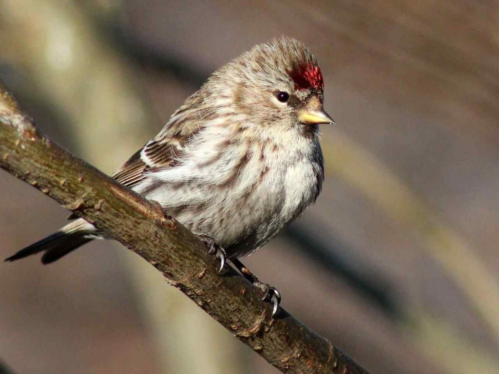 16 Amazing Birds with Red on Head - Red Rock Scenic By Way