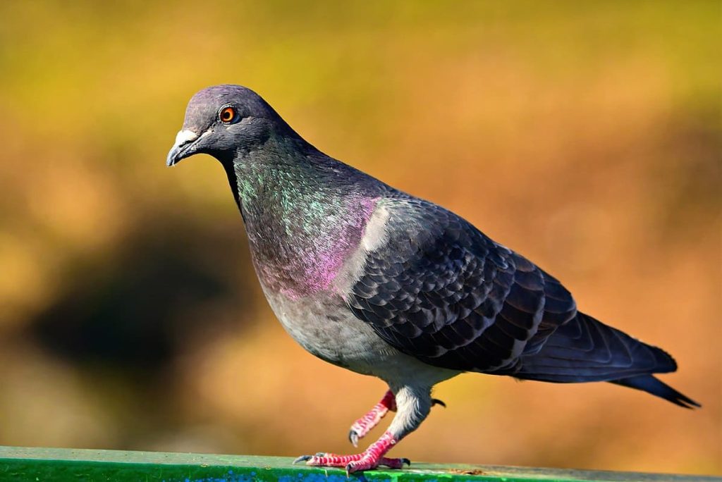 Domestic pigeon