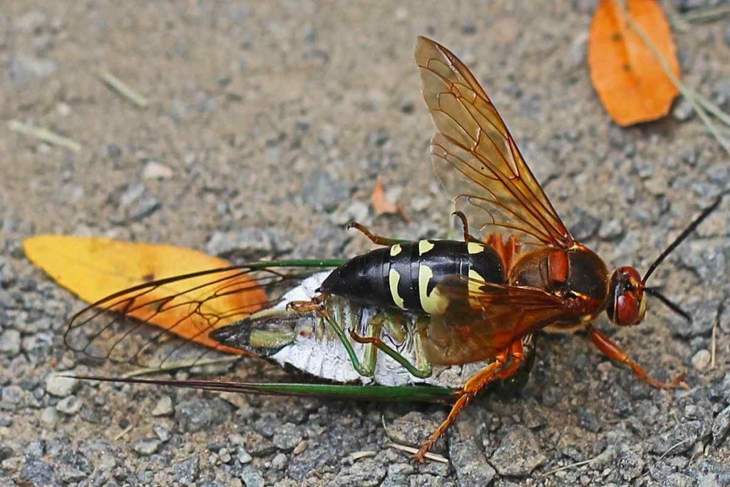 Eastern Cicada Killing Wasps