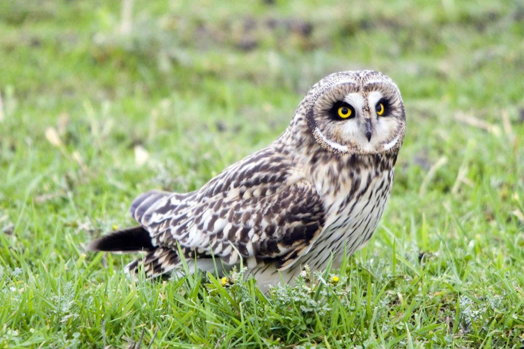 Eastern Screech Owl