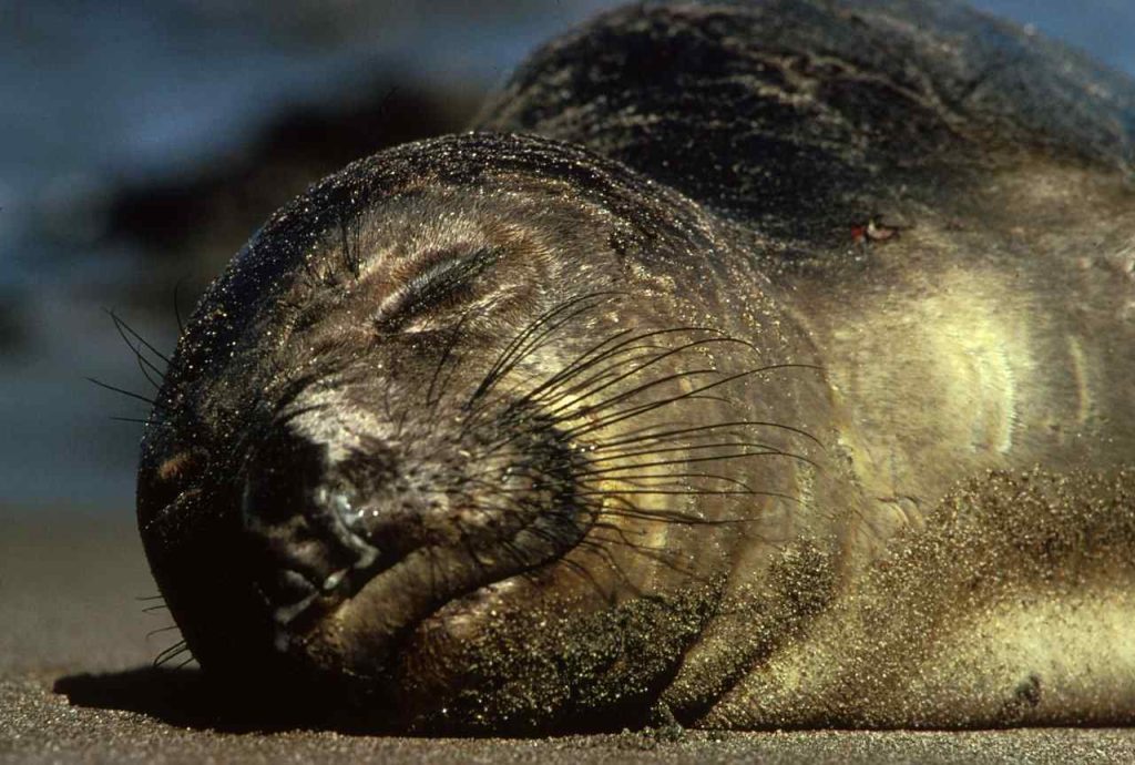 Elephant Seal