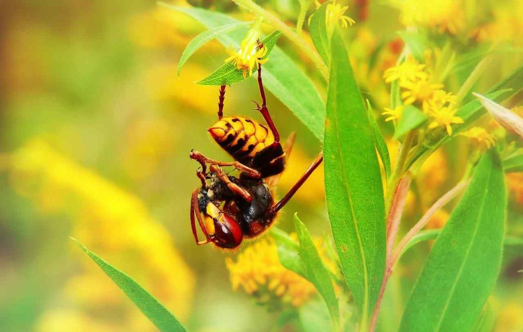 European Hornet