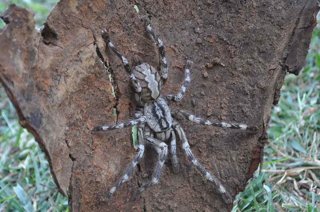 Face-Sized Tarantula (Poecilotheria rajaei)