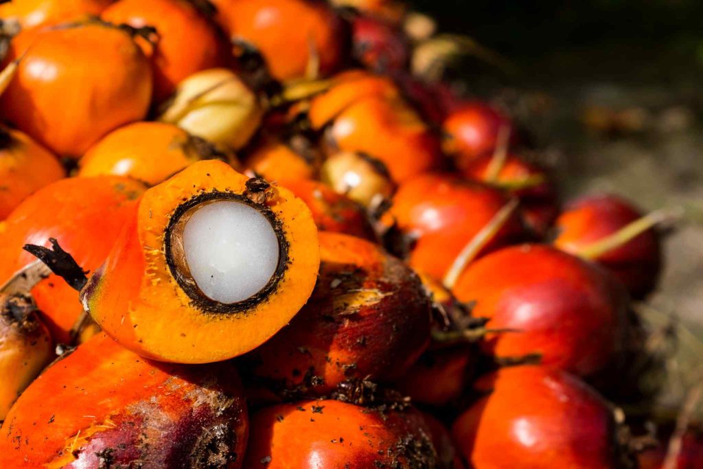Fresh palm oil fruit