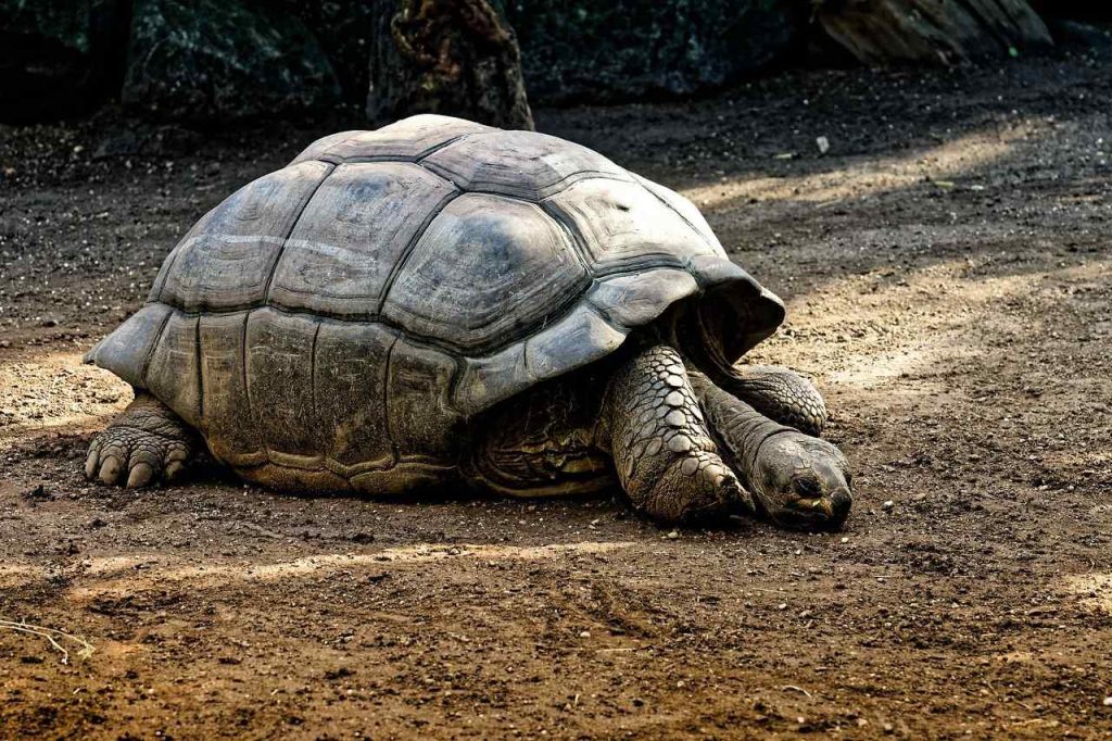 Galapagos Giant Tortoise