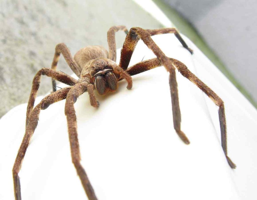 Giant Huntsman Spider (Sparassidae)