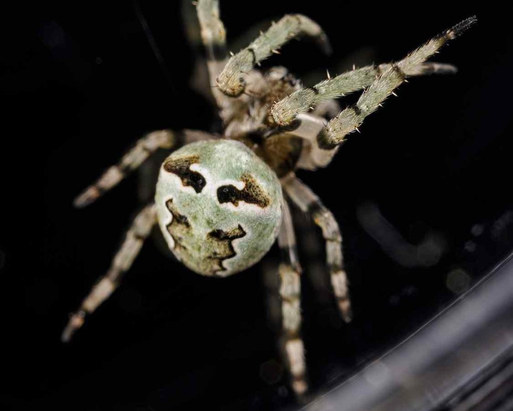 Giant Lichen Orb Weaver Spider