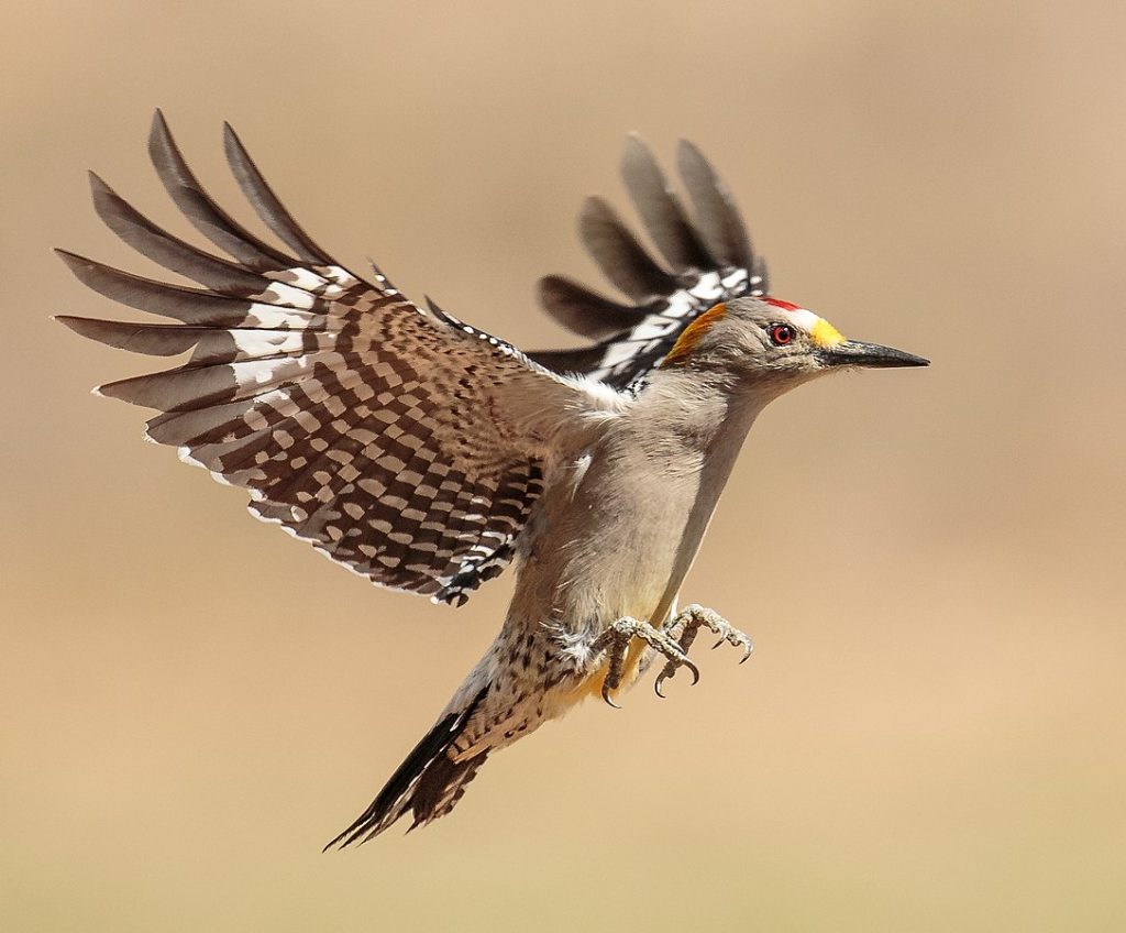 Gold Fronted Woodpecker