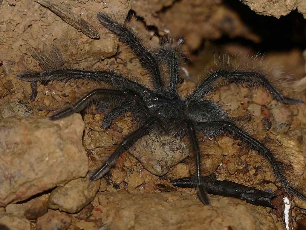 Goliath Birdeater Tarantula (Theraphosa blondi)