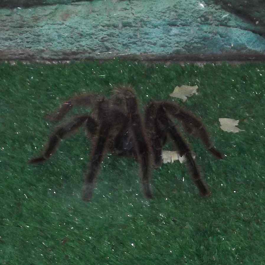 Grammostola anthracina