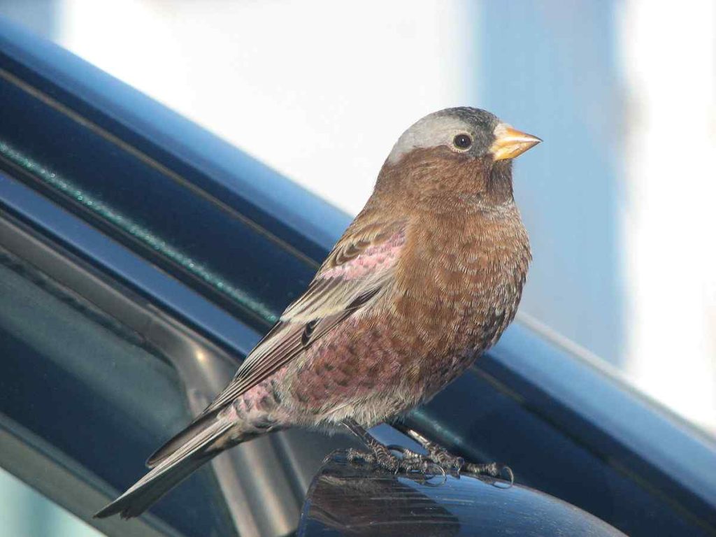 Grey-crowned Rosy-Finch